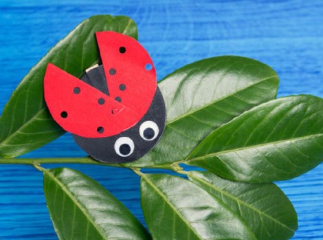 Ladybird Activity Thumbnail